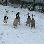 Lägenhet In
